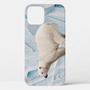 Polar Bear: Zoo Habitat Glimpse iPhone 12 Case