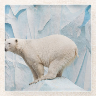 Polar Bear: Zoo Habitat Glimpse Glass Coaster