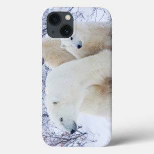 Polar Bears and Two cubs iPhone 13 Case