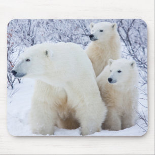 Polar Bears and Two cubs Mouse Mat