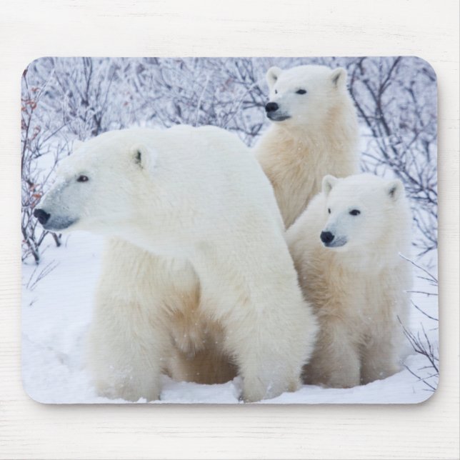 Polar Bears and Two cubs Mouse Mat (Front)