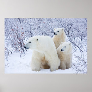 Polar Bears and Two cubs Poster