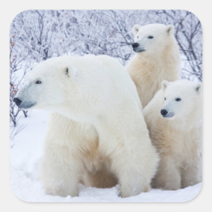 Polar Bears and Two cubs Square Sticker