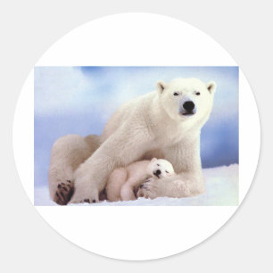 Polar Bears Classic Round Sticker