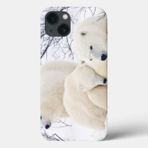Polar Bears female and Two cubs 3 iPhone 13 Case
