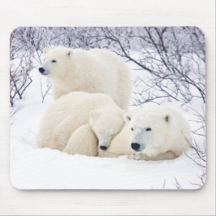 Polar Bears female and Two cubs 3 Mouse Mat