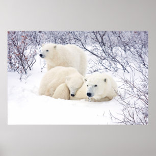 Polar Bears female and Two cubs 3 Poster