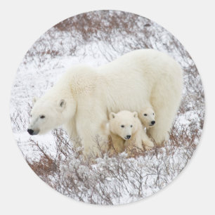 Polar Bears female and Two cubs Classic Round Sticker