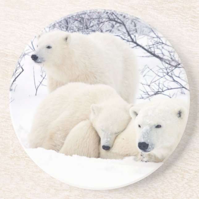 Polar Bears female and Two cubs Coaster (Front)