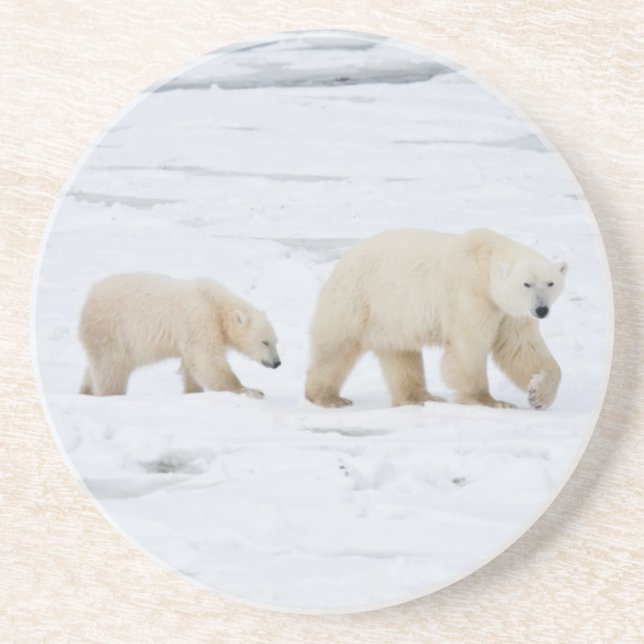 Polar Bears female and Two cubs Coaster (Front)