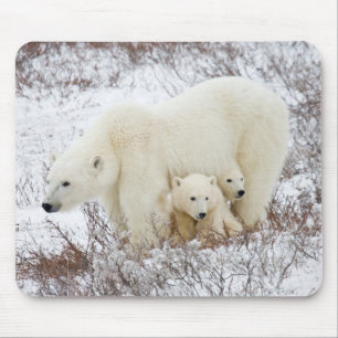Polar Bears female and Two cubs Mouse Mat