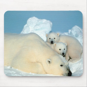 Polar Bears Mouse Mat