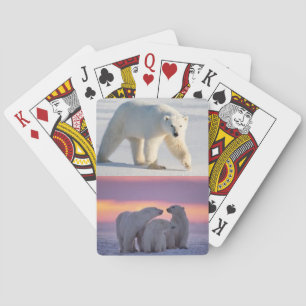 Polar Bears on a Deck of Playing Cards