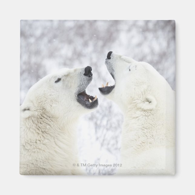 Polar Bears playing in the snow Magnet (Front)