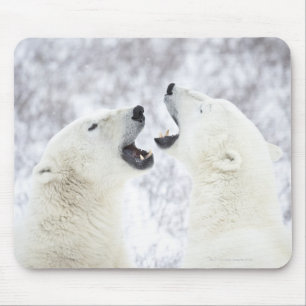 Polar Bears playing in the snow. Mouse Mat
