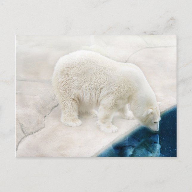 Polar bears postcard (Front)