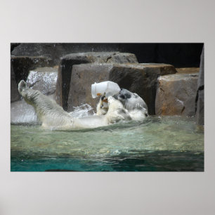 Polar Bears Poster