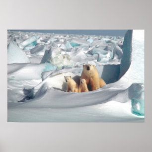 Polar Bears Poster