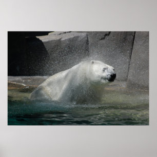 Polar Bears Poster