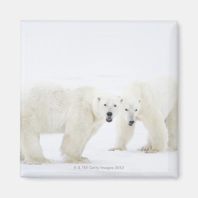 Polar Bears standing on snow after playing 2 Magnet (Front)
