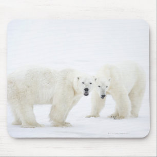 Polar Bears standing on snow after playing 2 Mouse Mat