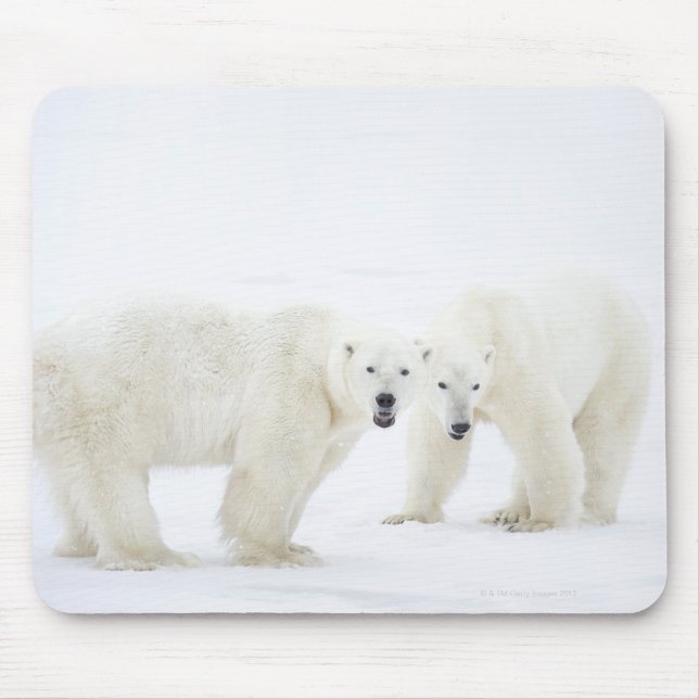 Polar Bears standing on snow after playing 2 Mouse Mat (Front)
