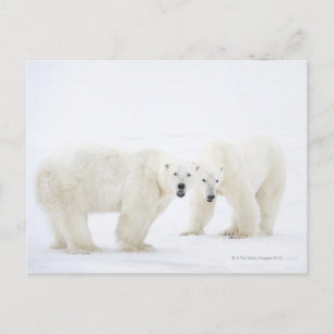 Polar Bears standing on snow after playing 2 Postcard