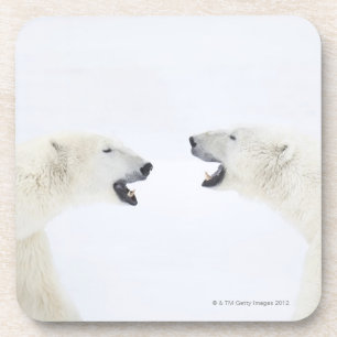 Polar Bears standing on snow after playing Coaster