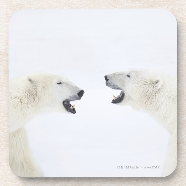 Polar Bears standing on snow after playing Coaster (Front)