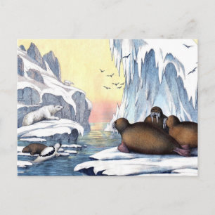 Polar Bears, Walrus, And Seals Postcard