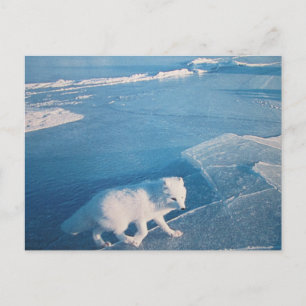 polar fox postcard