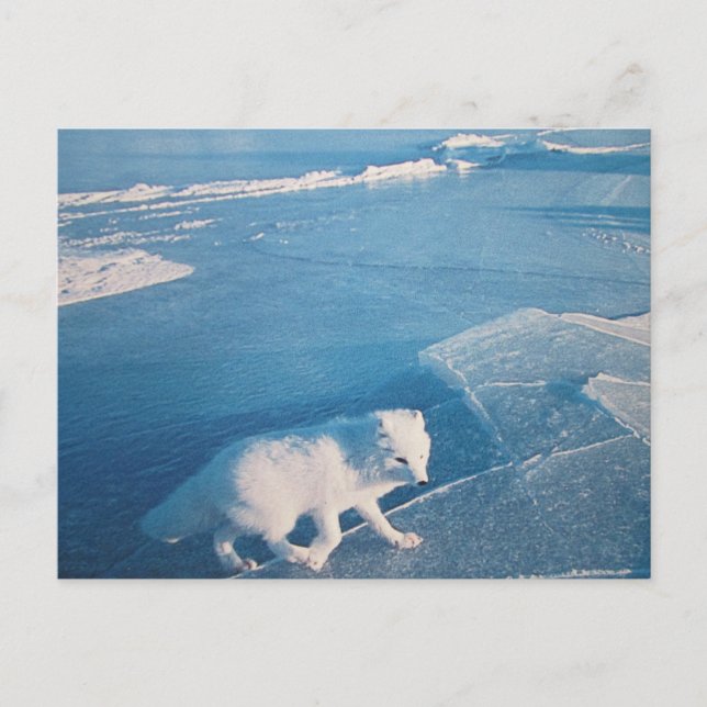 polar fox postcard (Front)