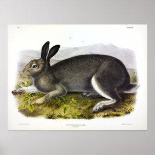 Polar Hare, Arctic Hare, Lepus arcticus by Audubon Poster