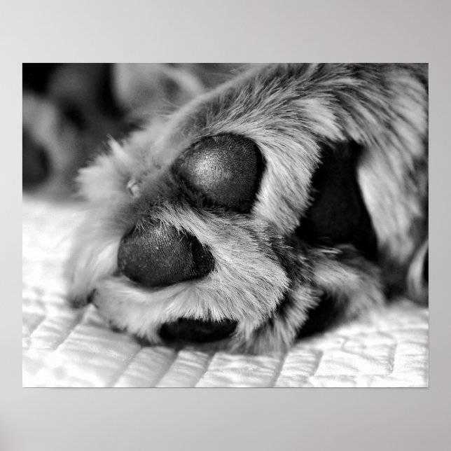 Polar Paws Golden Retriever Dog Poster (Front)