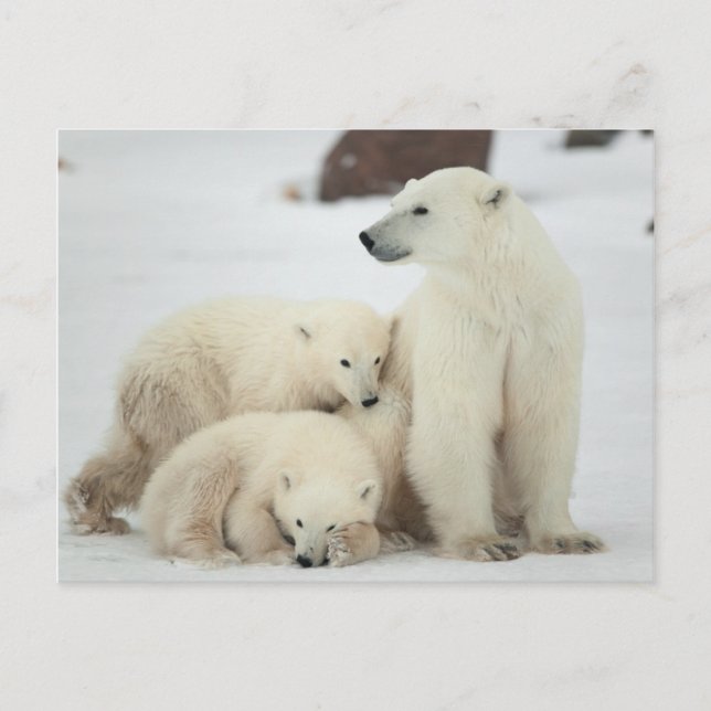 Polar She-bear With Cubs Postcard (Front)