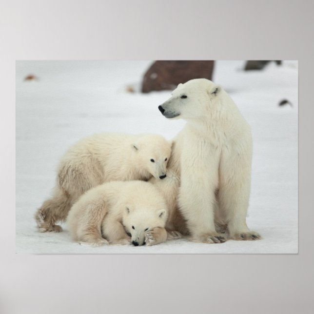 Polar She-bear With Cubs Poster (Front)