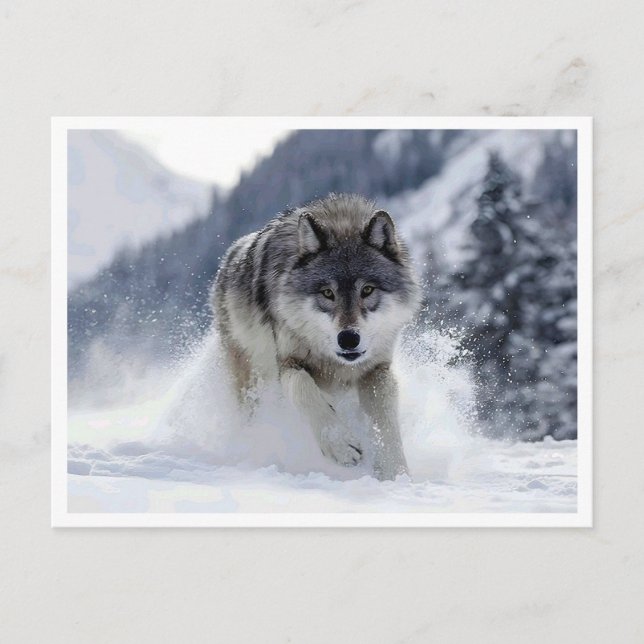 Polar wolf. Postcard (Front)