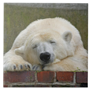 PolarBear20150501 Tile