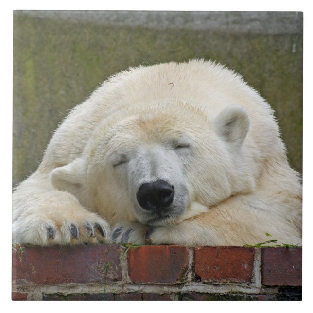 PolarBear20150501 Tile (Front)
