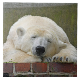 PolarBear 001 Tile