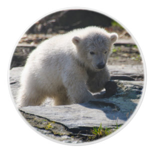 PolarBear_20190302_by_JAMFoto Ceramic Knob