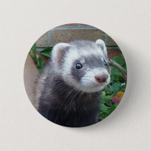 Polecat ferret 6 cm round badge