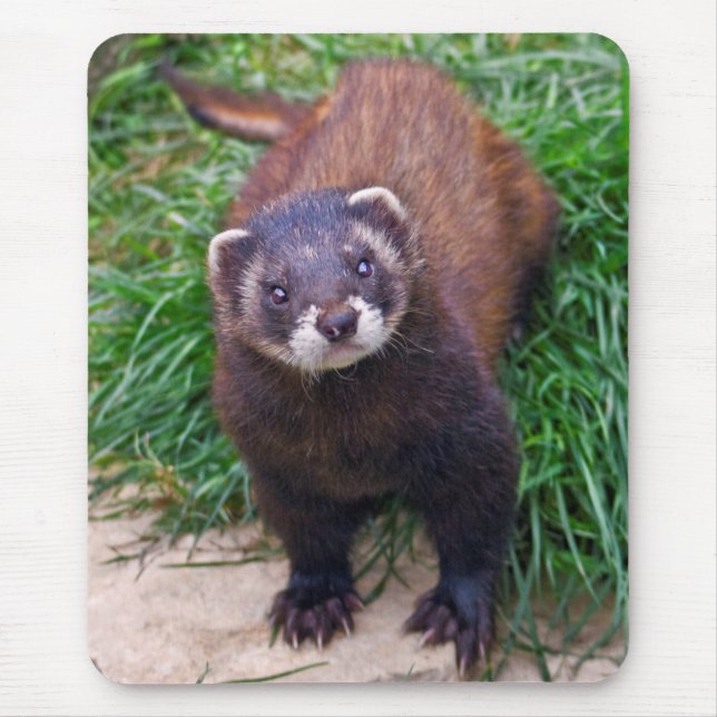 Polecat Mousemat (Front)