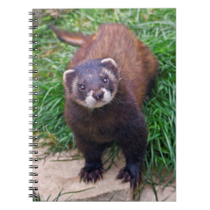 Polecat Notebook