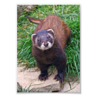 Polecat Print