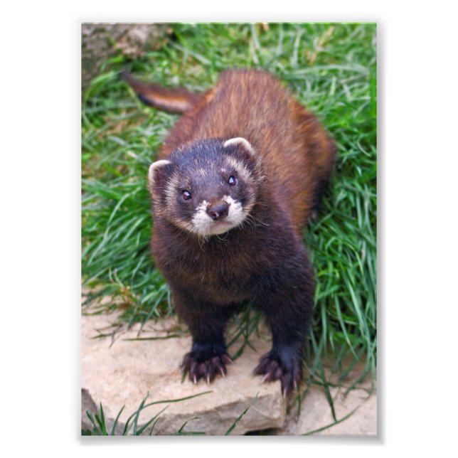 Polecat Print (Front)
