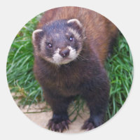 Polecat Sticker