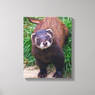Polecat Wrapped Canvas