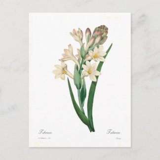 Polianthes tuberosa postcard