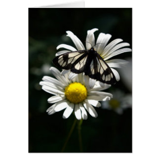 Police Car Moth and Oxeye Daisies